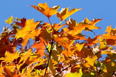 Crisp Color