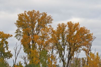 Golden Autumn