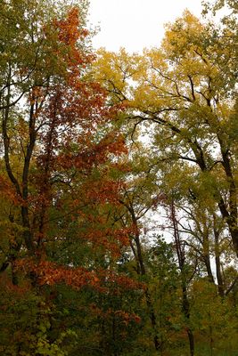 Autumn Hues