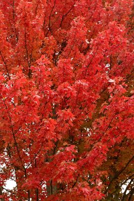 Burning Color