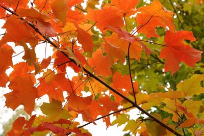 October Orange