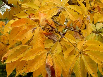 Fall Closeup