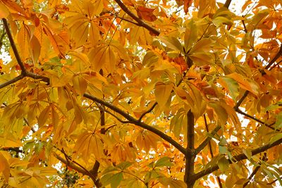 Leaves of Gold