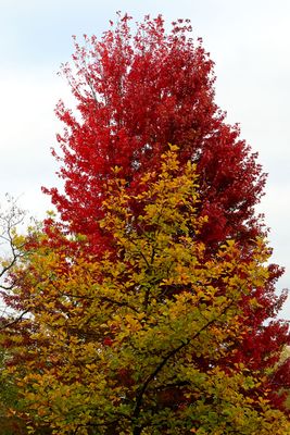Fall