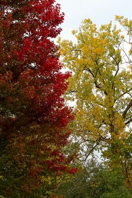 Shades of Autumn