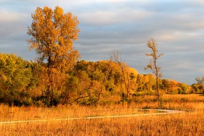 Near Sunset