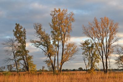 October Trees