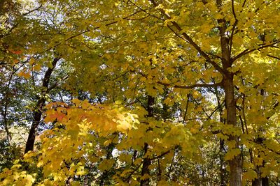 Autumn Above