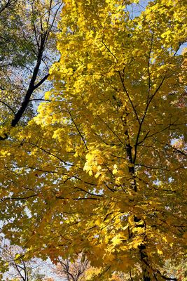 Golden Time of Year