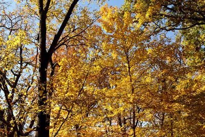 Fall in the Forest