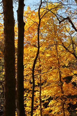 Fleeting Fall