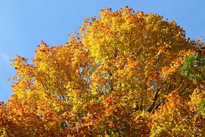 Fall Crown