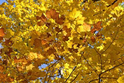 Autumn Overhead