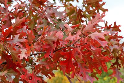 October Oak