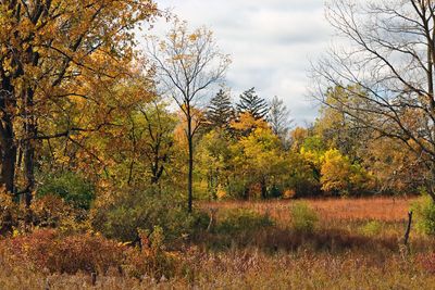 October Scene