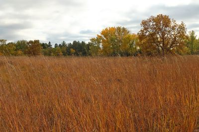 Prairie and Forest