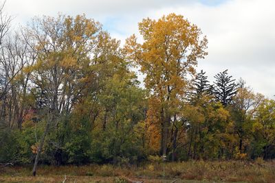 Fleeting Fall