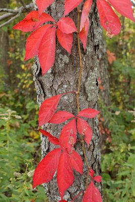 Autumn Vine