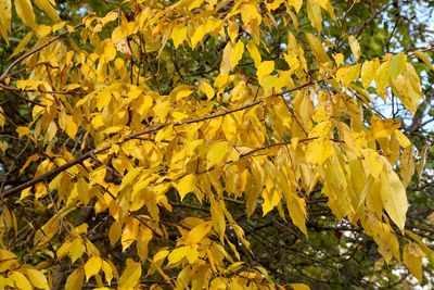 Fall Flags