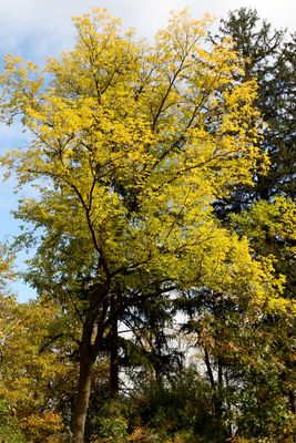 Autumn's Palette