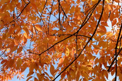 Orange and Blue