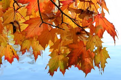 October Maple