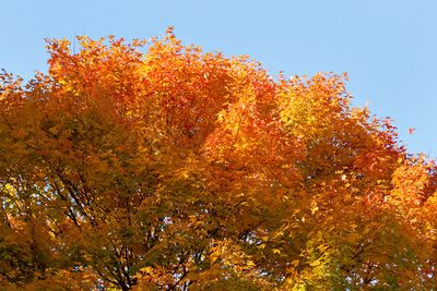 Orange Autumn