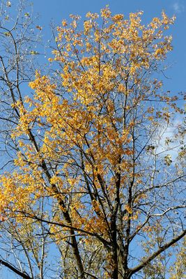 Trying to Extend Fall