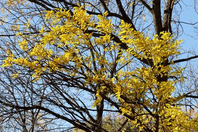 Last Leaves
