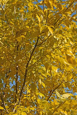 Golden Yellow