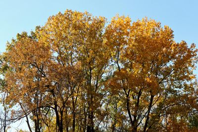 Fall in the Sun