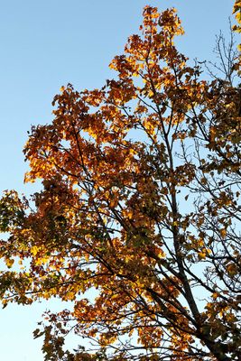 In October's Light