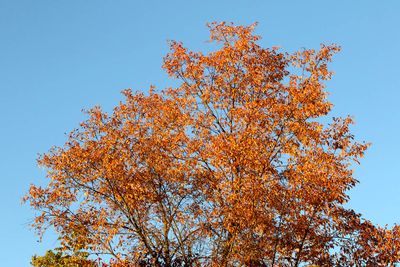 Autumn Aura
