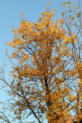 Losing Leaves