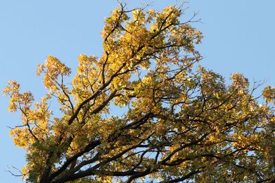 Fall at Binnie