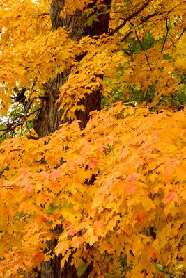Autumn in the Air