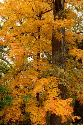 Cloudy Color