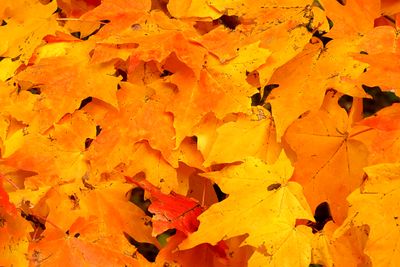 Autumn Burns