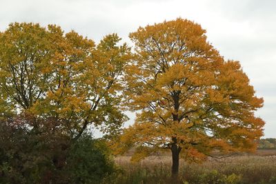 Fall in the Field
