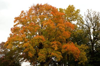 Fall Tinge