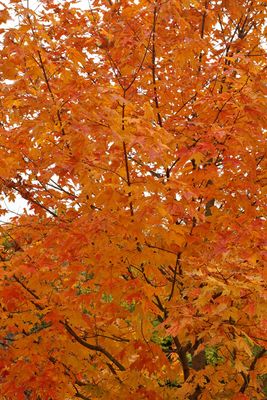 Color Explosion