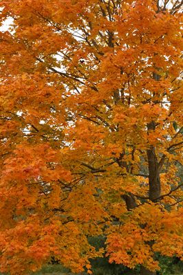 Orange Delight