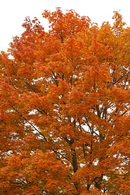 October Color
