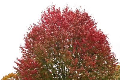 Hot Treetop