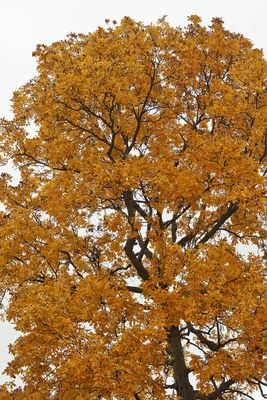 Autumn Gold