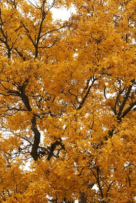 Golden Hue