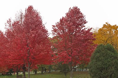Color in the Park
