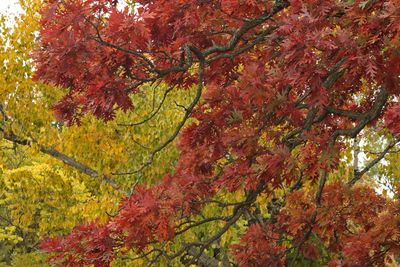 October Oak