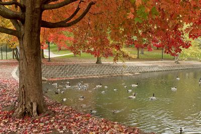 Color on  the Pond