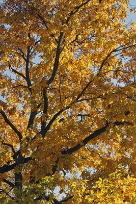 Fall Foliage